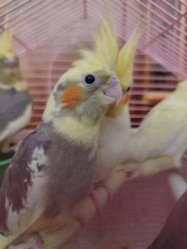 oğlan tutuquşu adları: Korella Qusları Cutdür əl quslaridi evdə bəslənib. Erkək 4/5 söz bilir — 5