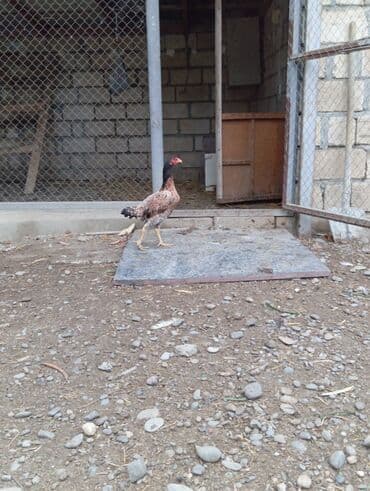 купить хомяка в баку: Salam saglam cavan feredir barter ederem baxir teklife — 1