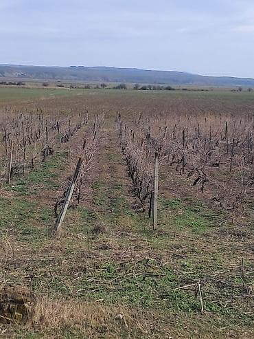 1 hektar nece sotdur: Kənd təsərrüfatı — 4