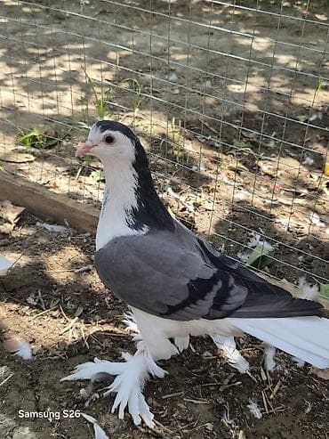 goyərcin barter: Kemerigoy delfin — 2