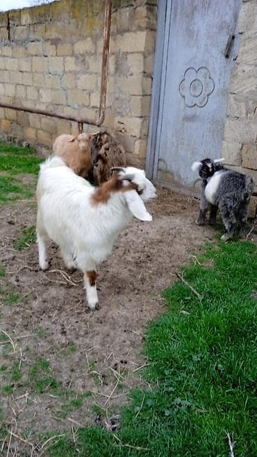 Pişiklər: Salam cebişler 3 ayliqdilar 110 manat heleb birinci qarına doğacaq — 3