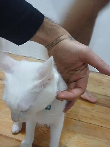 pişik qovan aparat: Yaxşı əllərə — 5