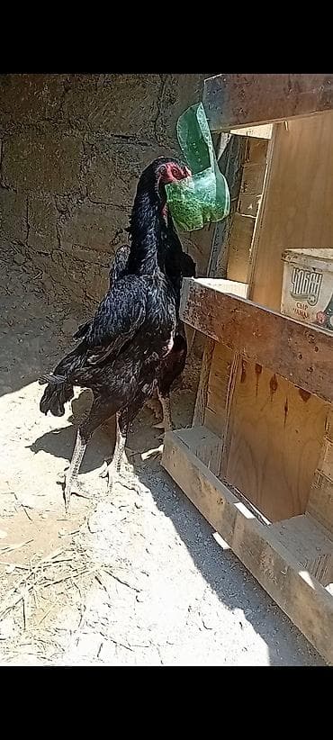 toyuq ayagi: Salam orginal O Şamolar satılır damazlıqlarımdı pul lazım oldugu üçün — 3