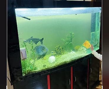 akvarium balıq: Böyük həcmli akvarium komplekti - Ön hissəsi yumru, geniş şüşəli — 4