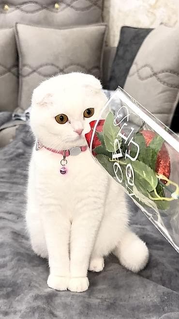 Şotland yastı qulaq lalafo.az -da Şotland yastı qulaq