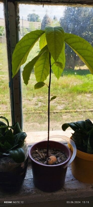 1 ədəd qızılgül: Müxtəlif ölçüdə,müxtəlif növ otaq bitkiləri var. iş ev, məktəb üçün — 5