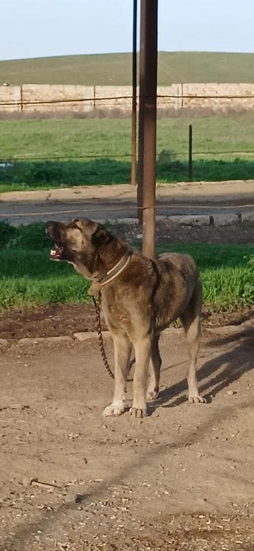 it darağı: Kanqal, 1 il, Dişi, Peyvəndli, Ödənişli çatdırılma — 5