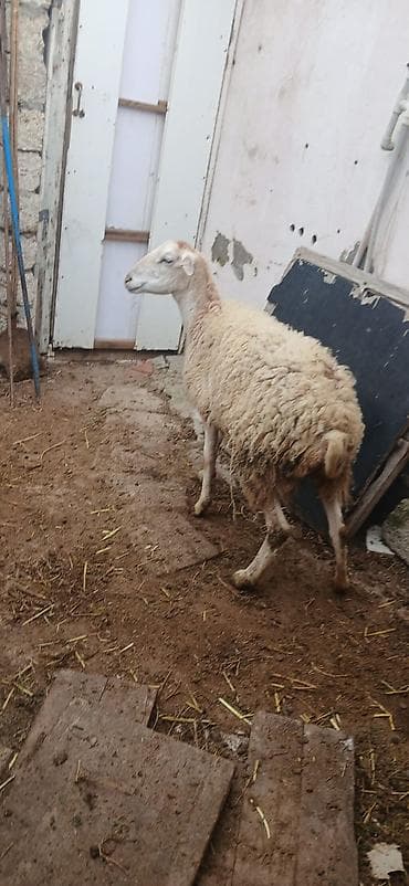 bala qaz: Qoyunlar tam sağlam və yeyimcil heyvanlardı. ana bala 520 AZN tək — 4