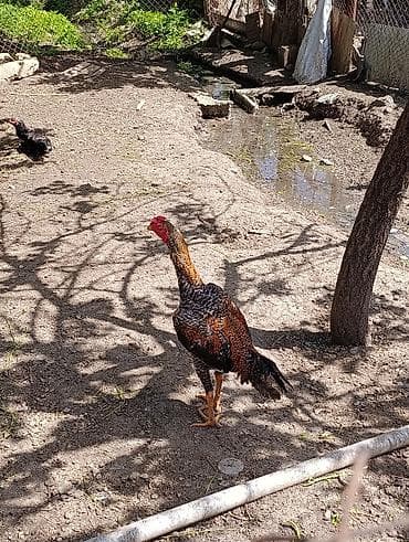 Xoruz, Heyratı, il: <1, Ödənişli çatdırılma lalafo.az -da Xoruz, Heyratı, il: <1, Ödənişli çatdırılma