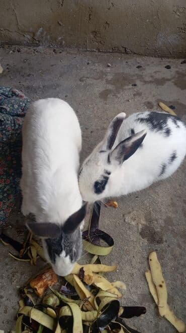 Məhsul: Ev dovşanları (2 ədəd) Təsvir: - Rəng: ağ fon üzərində