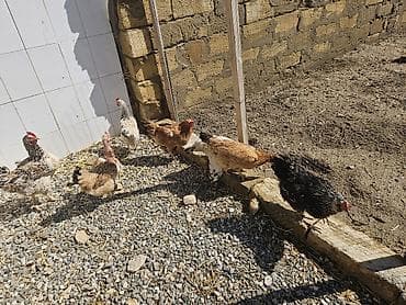 ördək balası və cücə: Toyuq, Yumurtalıq — 6