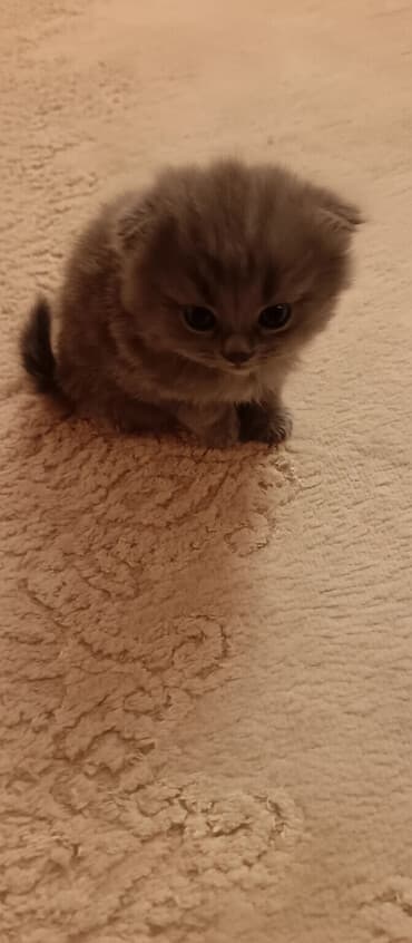 dişi pişiklər: Şotland, Dişi — 5