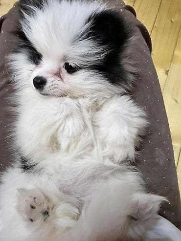 pitbull az: Şpitz, 3 ay, Dişi — 4