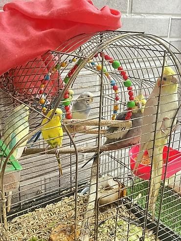 sumqayit papuqay: Məhsul: 1 dişi,1 erkək Korellaj və papuqaylar var. Korellanın 1 i — 4