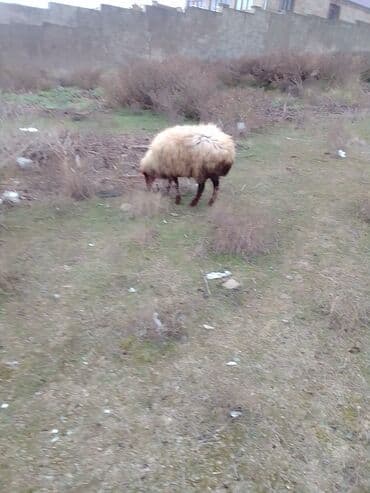 ZİL: 2 dene heyvan diheyvanlar satılır 1 dişi quzu birde qoyun 2 qarın — 12