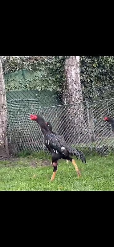 baliq akvarium satisi: Toyuq, Damazlıq — 3