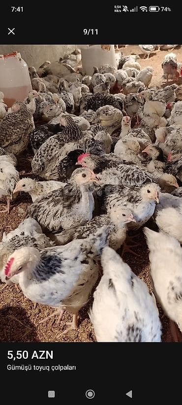 bildirçin əti satışı: ‼️ Serebrist Colpaları Endirim olundu 2 ay yarımlığ tam sağlam — 2