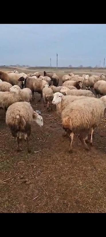Qoyun sürüsü – ətlik və damazlıq üçün - Növ: Yerli qarışıq cinsli lalafo.az -da Qoyun sürüsü – ətlik və damazlıq üçün - Növ: Yerli qarışıq cinsli