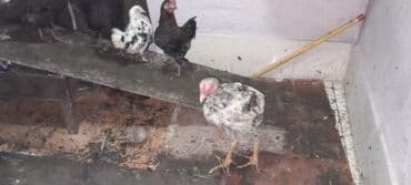 Коровы, быки: 1 heyreti 2 avstrob 5 yaponka 1 ededde tovuz qusu . Saxlamaga yerim — 3