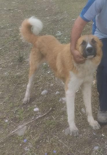 alman ovçarkasının küçükləri: Qurdbasar, 2 il, Erkek, Peyvəndli — 3