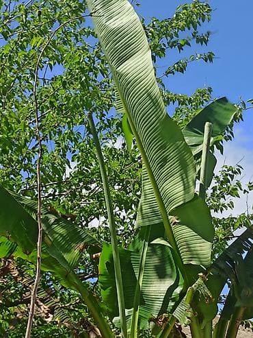 suni bitki: Banan ağacı satışı - Növ: Tropik banan ağacı (Musa spp.) - İstilik — 6
