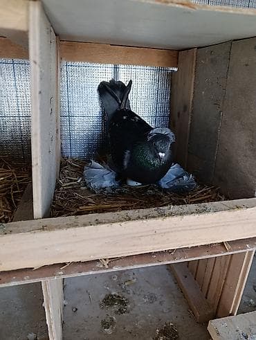 tuklu pisikler: Cins: Ev göyərçini (bəzək/şou tipli), saqqallı baş tüklü və uzun — 1