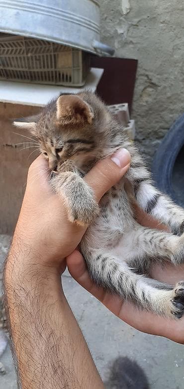 meyn kun: Tabbi, Erkək, Yaxşı əllərə, Ünvandan götürmə — 8