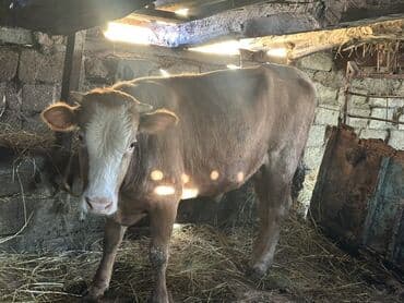 heyvan bazari inekler: Самка, лет: 1, 100120 кг, Для разведения — 15