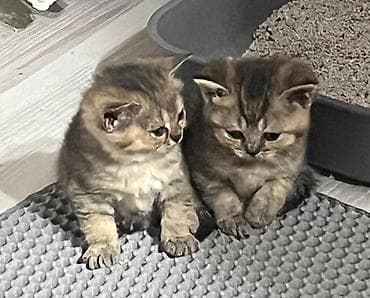 britan pisik: Britan — 7