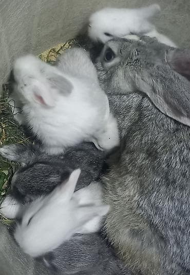 dovşanlar: Salam. dovsan balalari tek ve top satilir — 5