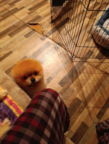 боо цена: Шпиц, 3 месяца, Самец — 7