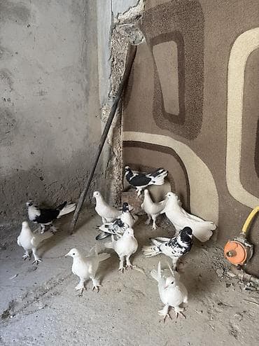 Digər heyvanlar: 12 dene quwdu,ust uste 15 azn tek cut qiymet ferqlidi tam saglam — 4