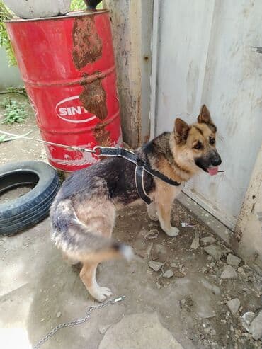 chappi it yemi: İt üçün xalta 2 gün işlədilib — 1