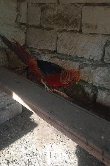 əbabil quşu: Qızıl Fazan (Golden Pheasant) – dekorativ və nadir quş - Parlaq — 2