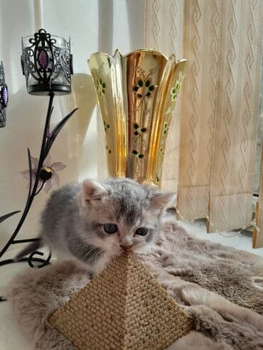 ag pişik: Britan — 2