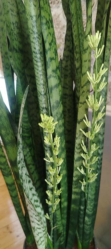 gulleri: Satılır 🌿 Sansevieria (Qayınana dili) dibçək gülü satılır. Ev və ofis — 1