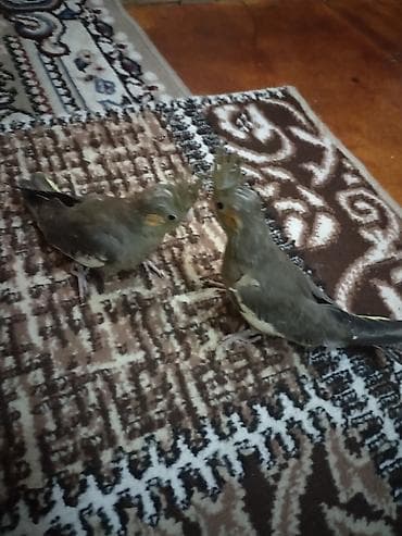 tutuquş: Nymfa tutuquşuları (Cockatiel) – boz və sarı tonlarda gözəl lələklər — 1