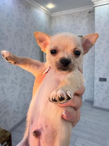 it xaski: Çixuahua, 1 ay, Erkek — 3