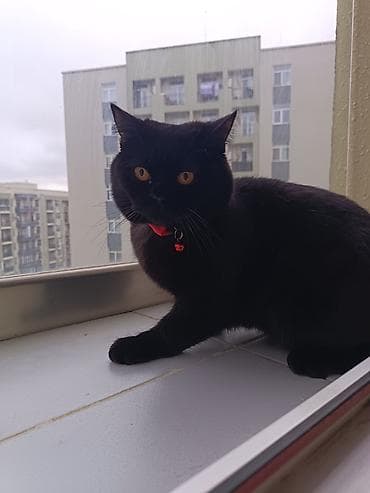 pişiy adları: Şotland, Erkək, Cütləşmə üçün — 2