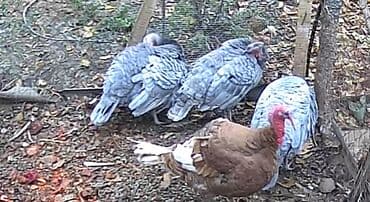 Şəkildə gördüyünüz kanada cinsli Hinduşkaların yumurtaları