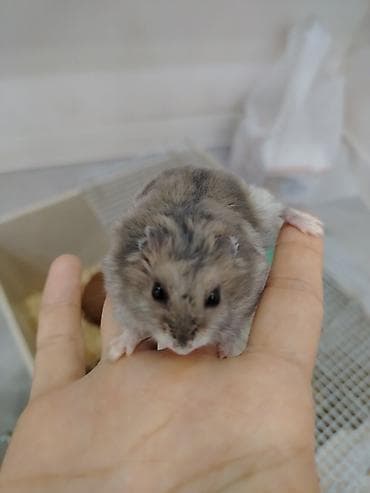 gəlincik heyvan: Cırtdan hamsterlər – Dwarf Hamster balaları 3 dənədi 2 ağ dişi 1 qara — 3