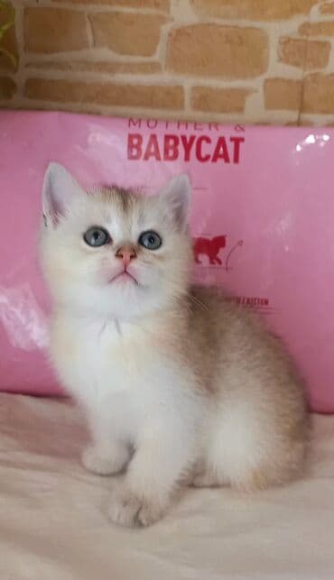 сколько стоит котенок: Британская, Самец, В добрые руки, Самовывоз — 5