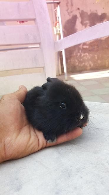 Кролики: Mini lop (aşağıqulaqlı) dekorativ dovşan balaları - Cins: Mini Lop — 7