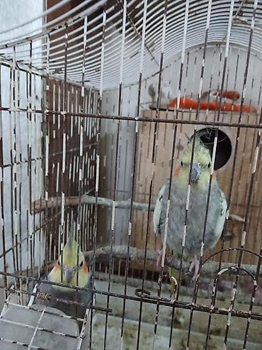 cənnət quşu: Nimfa (Cockatiel) tutuquşuları – bir cüt, qəfəs və yuvalıqla — 3