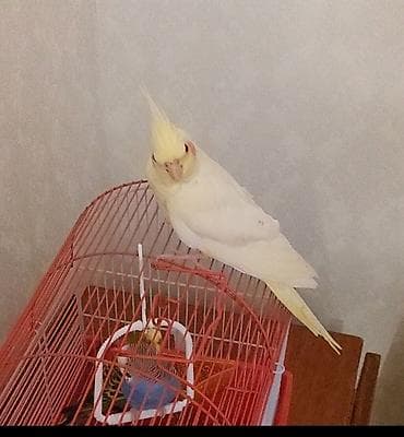 dekorativ quslarin satisi: Korellar saglam quslardi ele orgesib dansdirmaqda olar isdeyen — 4