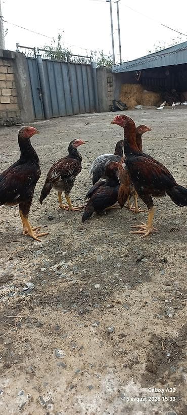 ev heyvanlarının satışı: Toyuq, Damazlıq — 4
