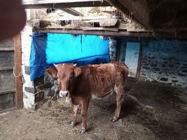 Kənd təsərrüfatı quşları: Salam alekum. 1 yaw teze tamam olub. esil damazliga saxlayasi duyedi — 1