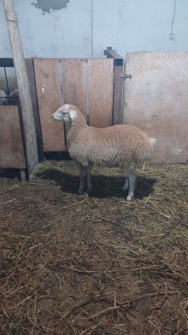 dovşan şəkili: Qoyun – ətli-yunlu cins - Şəkillərdəki heyvan – quyruqlı — 3