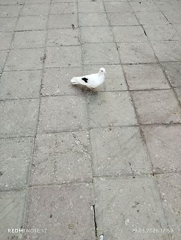 Digər heyvanlar: Çep maya 1 tərəfli.12-13 tük.Tutulmadi.Tam sağlamdir — 2