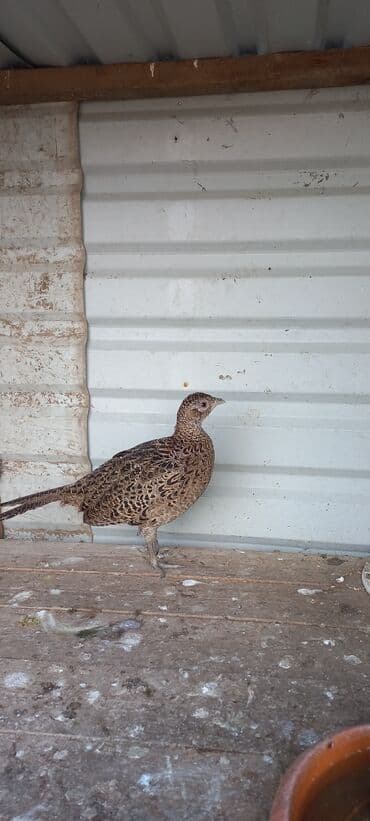 bakida cins ineklerin satisi: Məhsul: Qırqovul (dişi) Təsvir: - Növ: Qırqovul, qəhvəyi ləkəli — 3